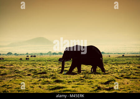 Elefanti sulla savana. Safari in Amboseli, Kenya, Africa Foto Stock