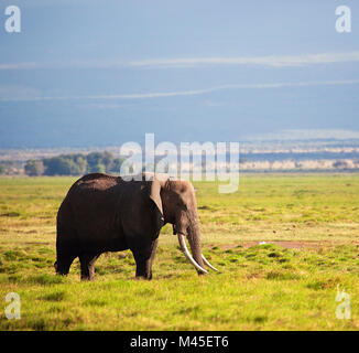Elefanti sulla savana. Safari in Amboseli, Kenya, Africa Foto Stock