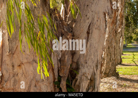 Eucalipto estratto di corteccia di albero che mostra le profonde rigature e carta-come trama a Port Douglas, Queensland, Australia Foto Stock