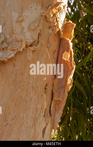 Eucalipto estratto di corteccia di albero che mostra le profonde rigature e carta-come trama a Port Douglas, Queensland, Australia Foto Stock