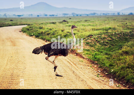 Ostrich sulla savana, safari in Tanzania, Africa Foto Stock