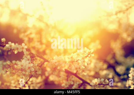 Molla albero fiorisce, bloom nel caldo sole. Vintage Foto Stock