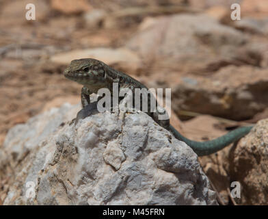 Dragonera lucertola campestre Podarcis lilfordi Foto Stock