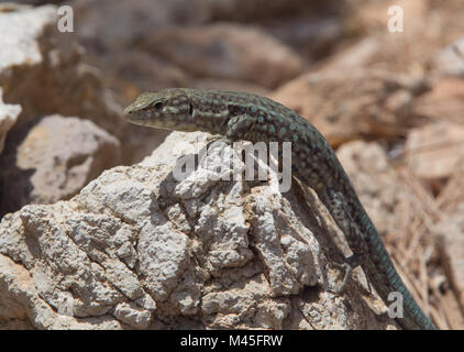 Dragonera lucertola campestre Podarcis lilfordi Foto Stock