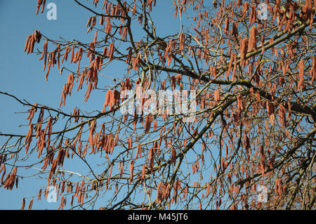 Corylus maxima purpurea, viola il nocciolo amenti maschili Foto Stock