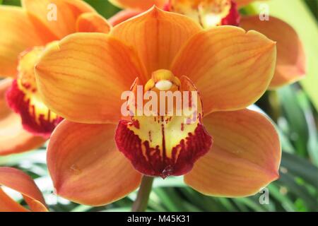 Close-up di un vivido arancione orchid nell'edificio botanico al Balboa Park, San Diego, California Foto Stock