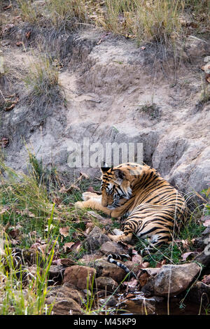 Due anni maschi selvatici tigre del Bengala dormire in Bandhavgarh Riserva della Tigre, Madhya Pradesh, India Foto Stock