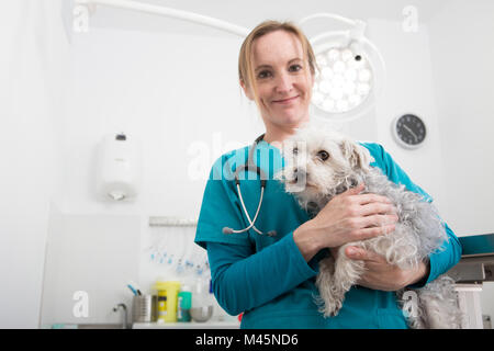 Vet portando terrier barboncino di razza cane Foto Stock