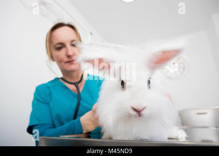 Vet dando il coniglio d'angora dental checkup Foto Stock