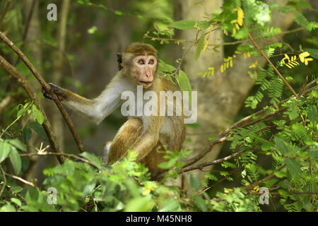 Toque macaque (Macaca sinica),seduto in un albero,Yala National Park,Sri Lanka Foto Stock