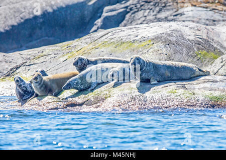 Guarnizioni di tenuta a prendere il sole Foto Stock