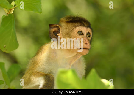 Toque macaque (Macaca sinica),animale giovane seduto in un albero,ritratto animale,Yala National Park,Sri Lanka Foto Stock