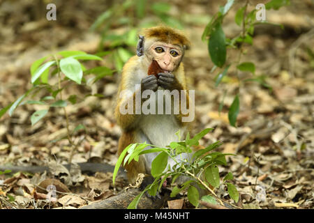 Toque macaque (Macaca sinica),mangia al suolo della foresta,Yala National Park,Sri Lanka Foto Stock