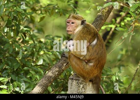 Toque macaque (Macaca sinica),diga con cub seduta sul ramo,Yala National Park,Sri Lanka Foto Stock