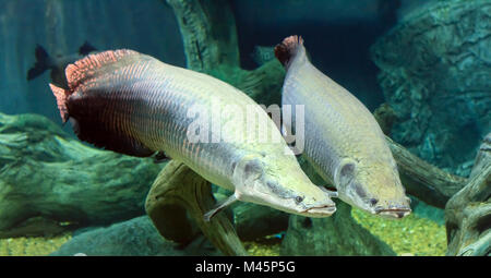 Grande Arapaima in Amazzonia sotto l'acqua Foto Stock