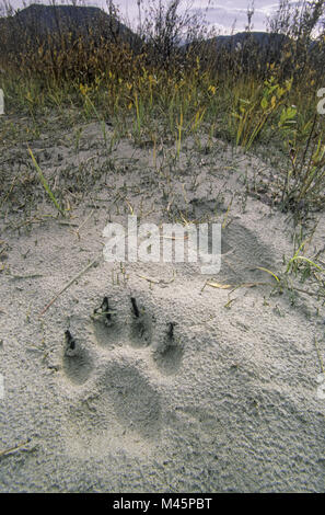 Tracce di lupo nel Parco Nazionale di Denali in Alaska Foto Stock