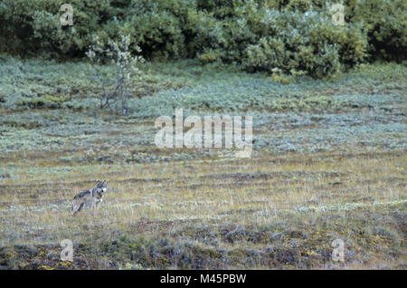 Il lupo si erge alert nella tundra come un grizzly emerge Foto Stock