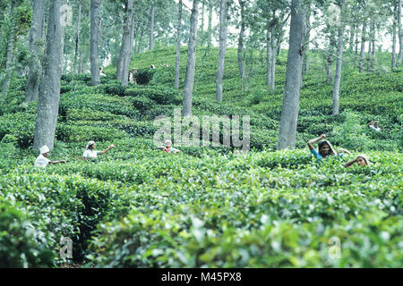 Donne Tamil avente un tè su campi di tè a Nuwara Eliya in Sri Lanka Foto Stock