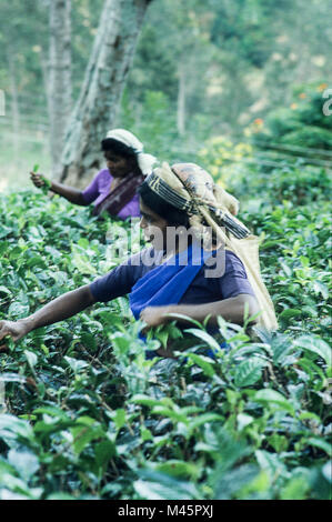 Donne Tamil avente un tè su campi di tè a Nuwara Eliya in Sri Lanka Foto Stock