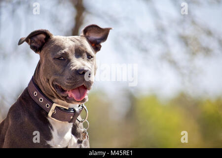 Ritratto di pitbull Foto Stock