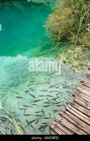 Pesci in acqua chiara dei laghi di Plitvice, Croazia Foto Stock