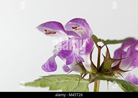 Lamium maculatum, noto come spotted morti di ortica, pezzata henbit e Purple Dragon Foto Stock