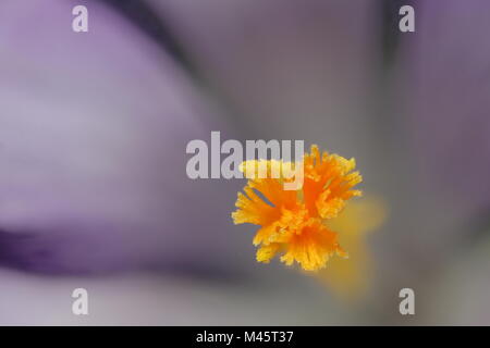 Immagine al microscopio di zafferano o Crocus sativus. Immagine morbida di piccante stami circondato da petali di fiori di croco in attesa di essere raccolti come Le spice Foto Stock