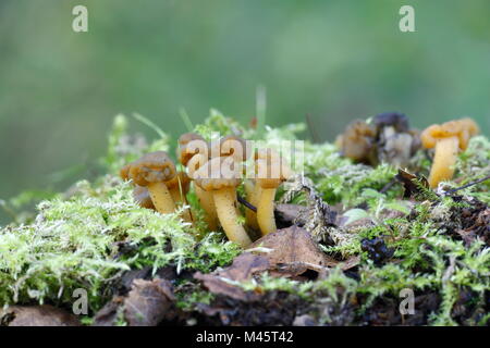 Jelly baby, Leotia lubrica, fungo dalla Finlandia Foto Stock