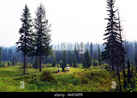 Wildnerness canadese nel Grey Park,, British Columbia, Canada. Foto Stock