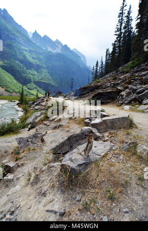 Scoiattolo striado nelle Montagne Rocciose Canadesi mendica per alimenti da turisti, il Lago Louise, Banff. Montagne Rocciose Canadesi Foto Stock