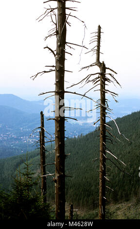 La pioggia acida danneggiato alberi di pino in Karkonosze Parco Nazionale in Slesia, Polonia Foto Stock