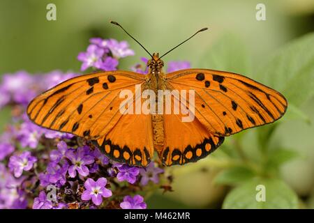 Agraulis vanillae Foto Stock