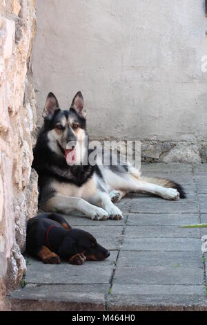 Due cani Foto Stock