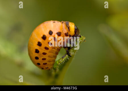 Potato Beetle larvae Leptinotarsa decemlineata Foto Stock