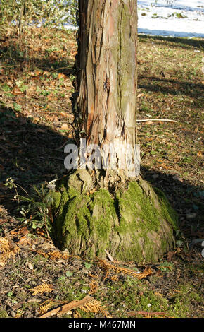 Chamaecyparis obtusa, Giapponese Cypress, innesto Foto Stock