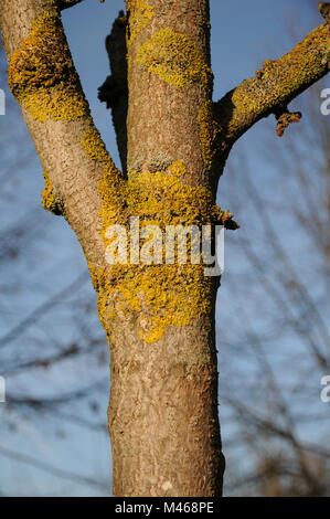 Xanthoria parietina, comune lichene arancione, sul ginkgo tree Foto Stock