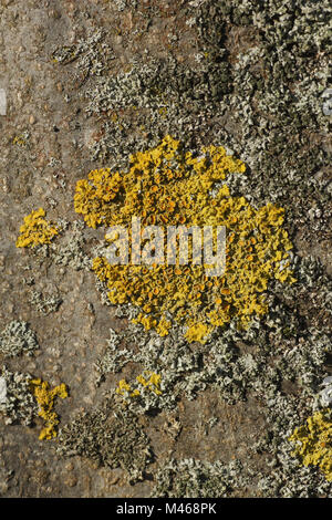 Xanthoria parietina, comune lichene arancione, sul faggio Foto Stock