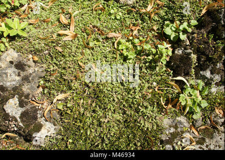 Leptinella squalida, Syn. Cotula, Nuova Zelanda botton in ottone Foto Stock