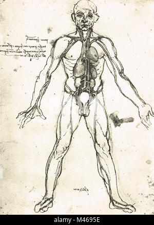 La figura anatomica di un uomo, per mostrare il cuore, polmoni e arterie principali. Disegnata da Leonardo Da Vinci, circa 1504-06 Foto Stock