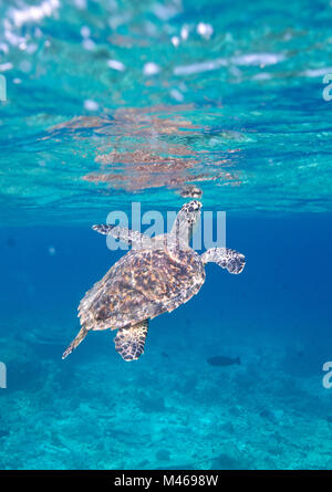 Una tartaruga raggiunge la superficie dell'acqua per prendere aria nelle Maldive, Oceano Indiano. Foto Stock