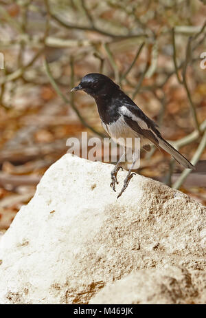 Pelzeln il Magpie Robin Copsychus (pica) maschio adulto appollaiato sul ramo. Endemica malgascia Parc Mosa, Ifaty, Madagascar Novembre Foto Stock