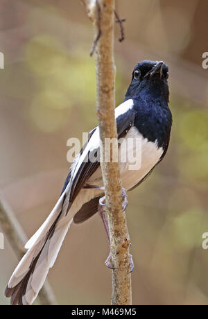 Pelzeln il Magpie Robin Copsychus (pica) maschio adulto appollaiato sul ramo. Endemica malgascia Ampijoroa stazione forestale, Ankarafantsika Riserva, Madagascar Foto Stock