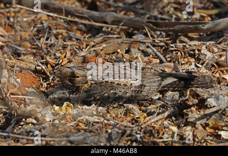 Madagascar Nightjar (Caprimulgus madagascariensis madagascariensis) adulto seduto sul nido con pulcino, endemica malgascia Parc Mosa, Ifaty, Madagascar Foto Stock