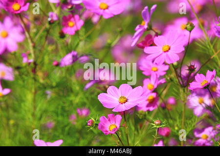 Cosmos fiori e boccioli,bella viola con fiori di colore rosa in fiore nel campo in autunno,closeup Foto Stock