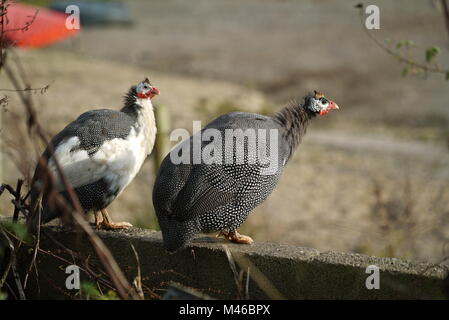 Il faraone helmeted (Numida meleagris) nella fattoria britannica, Cornwall, Regno Unito (2 di 3) Foto Stock