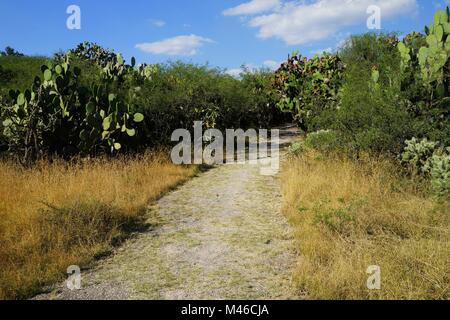 Un percorso attraverso tropical secco grove con ficodindia piante. Foto Stock