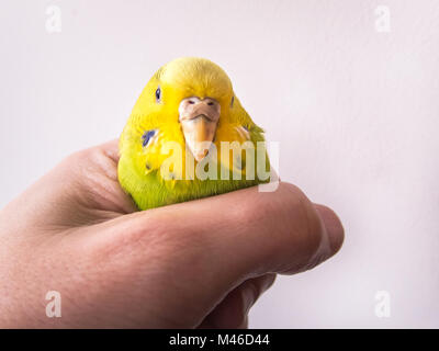 Un simpatico, piuttosto giallo e verde bugderigar parrocchetto essendo tenuto in una mano umana. ella è tame, rilassata e calma Foto Stock