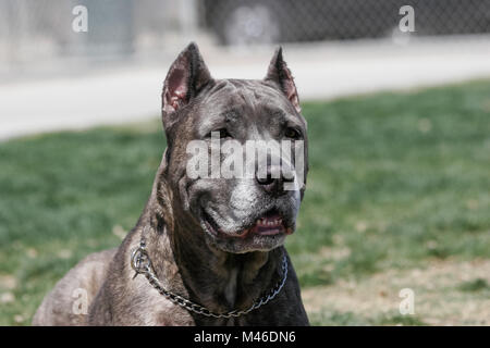 Cane Corso Mastiff in posa per un ritratto al parco Foto Stock