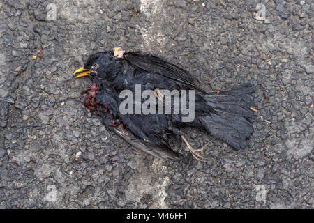 Morto merlo comune su un Street, Londra England Regno Unito Regno Unito Foto Stock