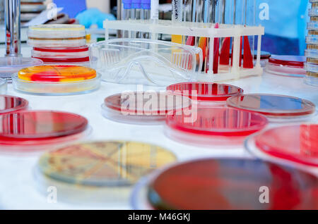 Piastra di Petri. Laboratorio microbiologico. Stampo e colture fungine. Ricerca batterica Foto Stock